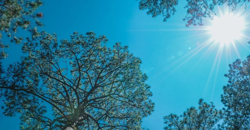 "Life Under the Sun"