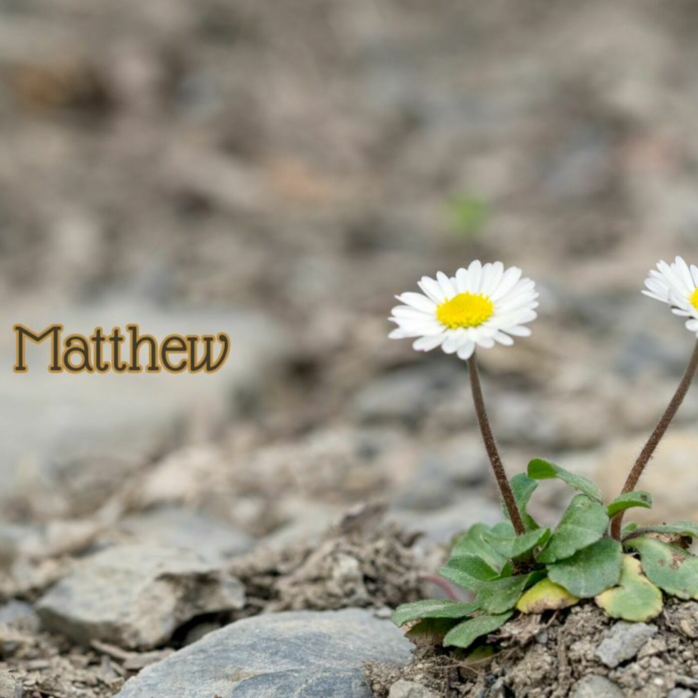 Matthew 13:31-35 episode artwork
